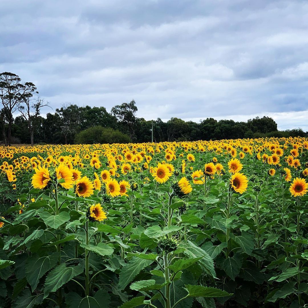 Sunflower Picking Dunnstown