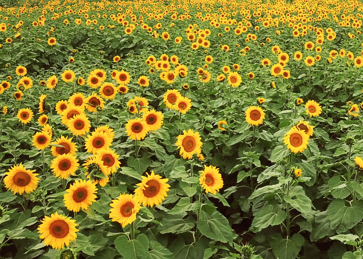 Sunflower Farm Dunnstown Victoria